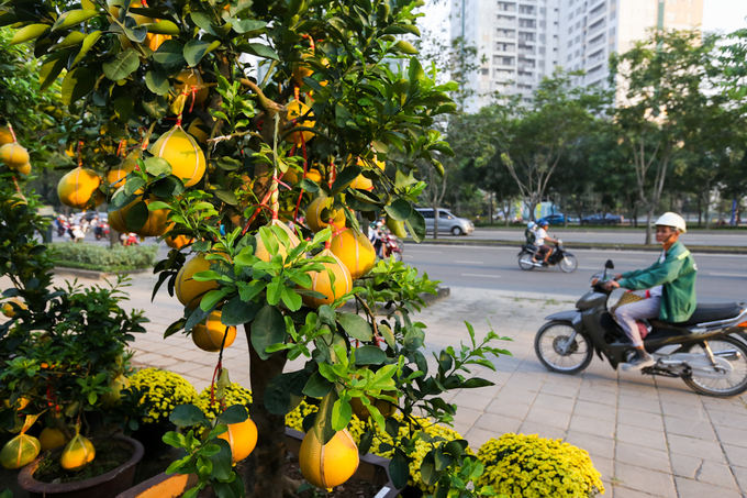 Bưởi Diễn 50 triệu đồng một cây bán trên vỉa hè Sài Gòn